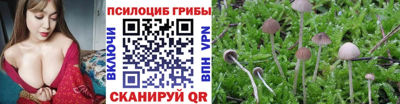 shop формула  Шали  Псилоцибиновые грибы мицелий 